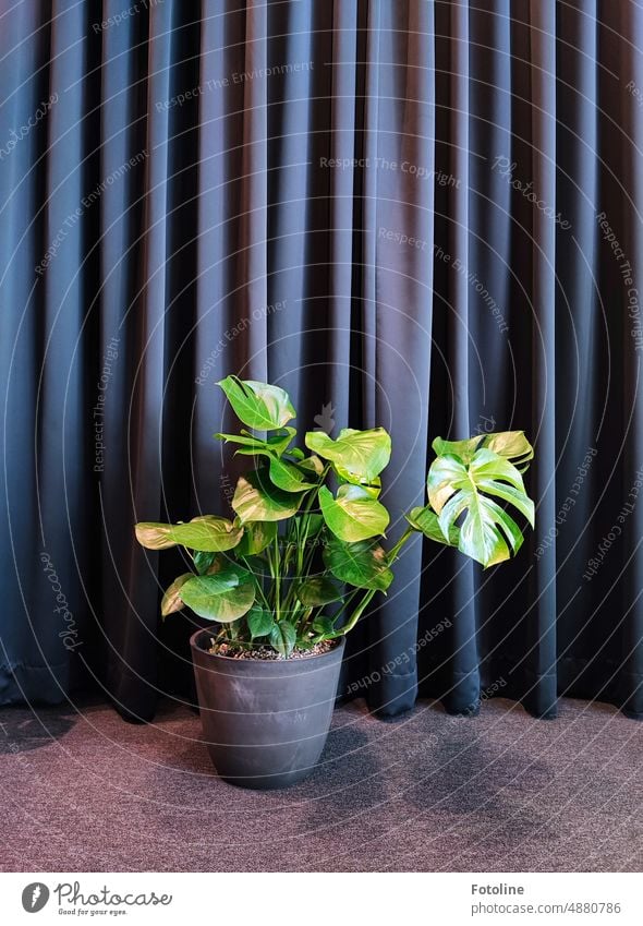 Eine Monstera in einem grauen Blumentopf steht vor einem grauen Vorhang auf einem grauen Teppich. Monstera deliciosa grün Pflanze Blatt Zimmerpflanze