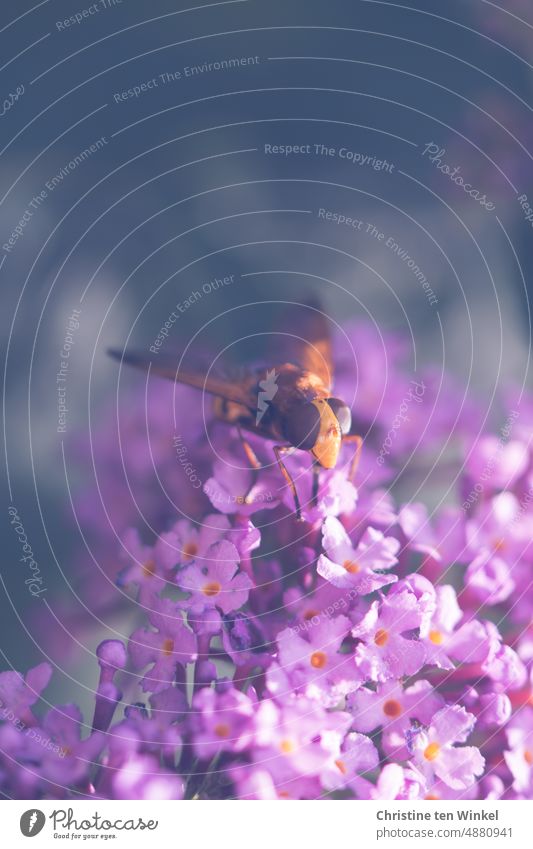 Eine hungrige Hornissenschwebfliege auf dem violetten Blütenstand eines Schmetterlingsflieders Große Waldschwebfliege Riesen-Hummelschwebfliege Schwebfliege