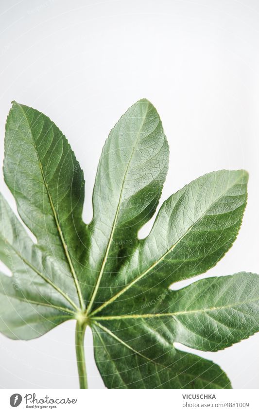 Nahaufnahme eines tropischen grünen Blattes auf weißem Hintergrund. Objekt abschließen weißer Hintergrund Natur Vorderansicht Pflanze Botanik Flora Blätter