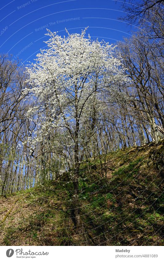 Blühender Baum mit weißen Blüten vor blauem Himmel im Frühling bei Sonnenschein im Krofdorfer Forst in Wettenberg Krofdorf-Gleiberg bei Gießen in Hessen baum