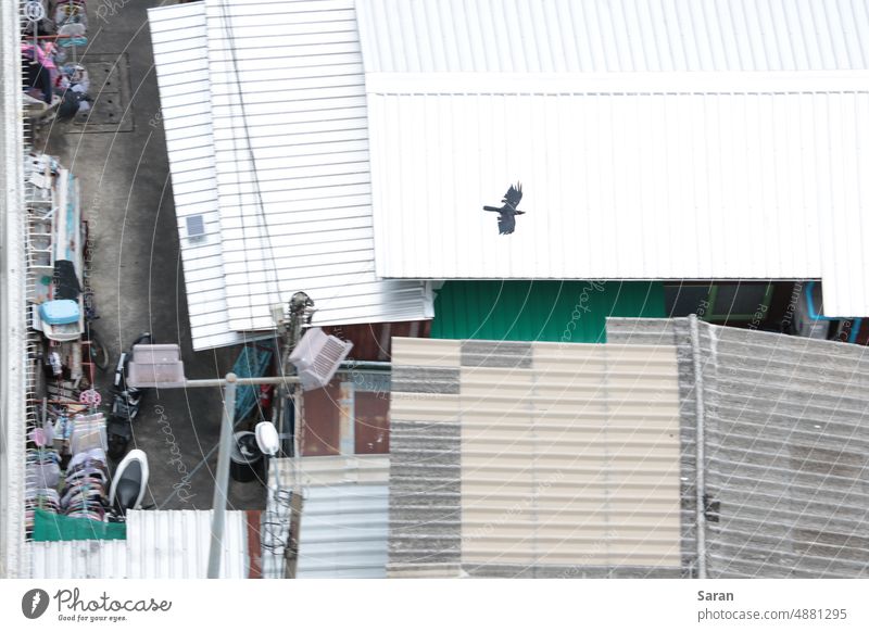 Crow Flying over a slum, Kampf, die Armen, helfen den Armen. Schwieriges Leben Krähe Elendsviertel Slum schlecht Überlebenskampf kämpfen Traurigkeit poetisch