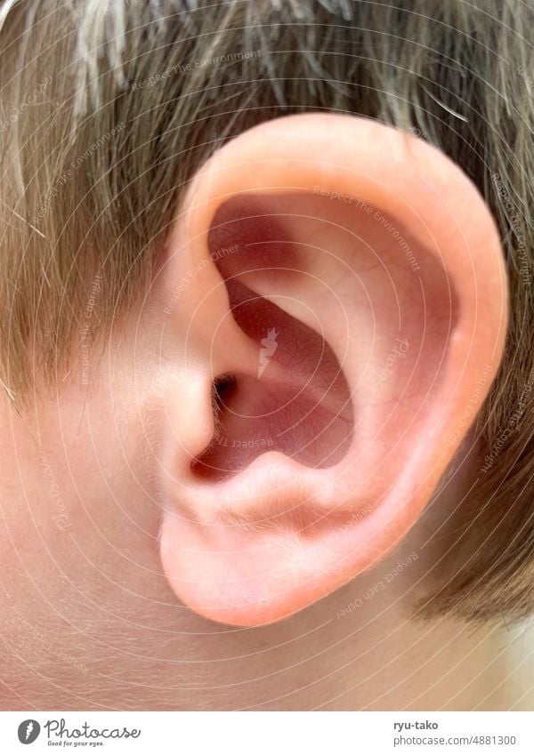Detailaufnahme eines Ohres Nahaufnahme Kind natürlich anatomisch Haut rosa hören Anatomie Kindheit Makroaufnahme Ohrläppchen Haare Wachsamkeit zart