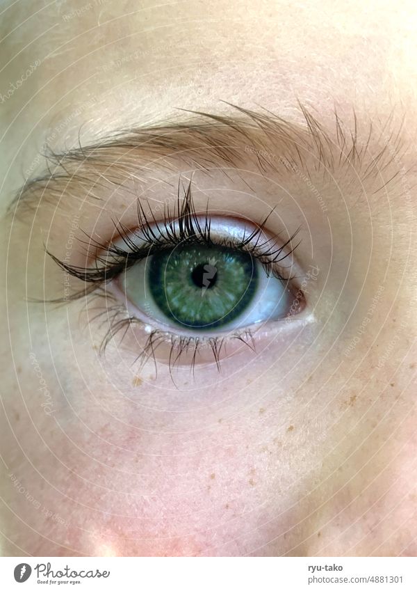 Nahaufnahme eines Auges Gesicht Detail grün Kind Sommersprossen Wimpern Anatomie Makroaufnahme Blick Augenbraue Pupille Farbfoto Detailaufnahme Haut schön