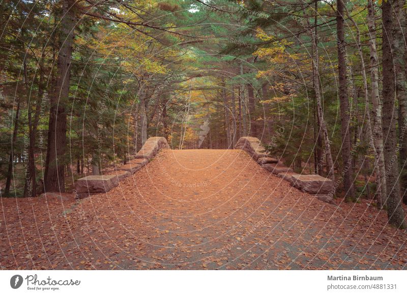 Kutschenfahrt im Acadia National Park im Oktober Fahrweg Akadien Acadia-Nationalpark weitergeben Brücke Landschaft Herbst orange Baum Natur Fahrspur Straße