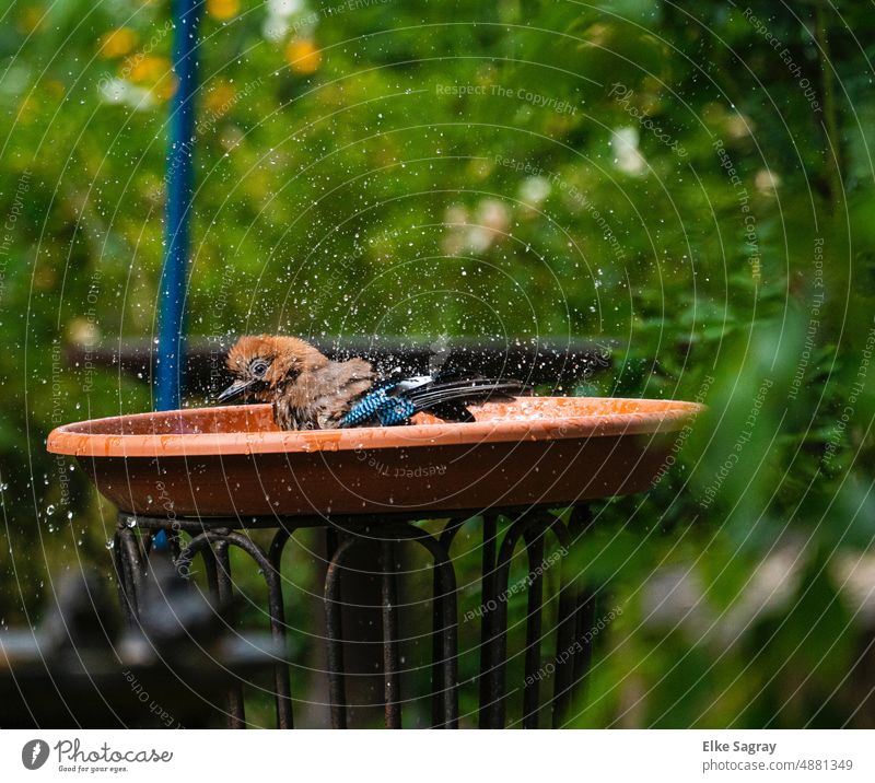 Eichelhäher im Baderausch Vogel Farbfoto Wasserbad Freiheit Sommer Natur Menschenleer Wildtier baden wasserspritzer
