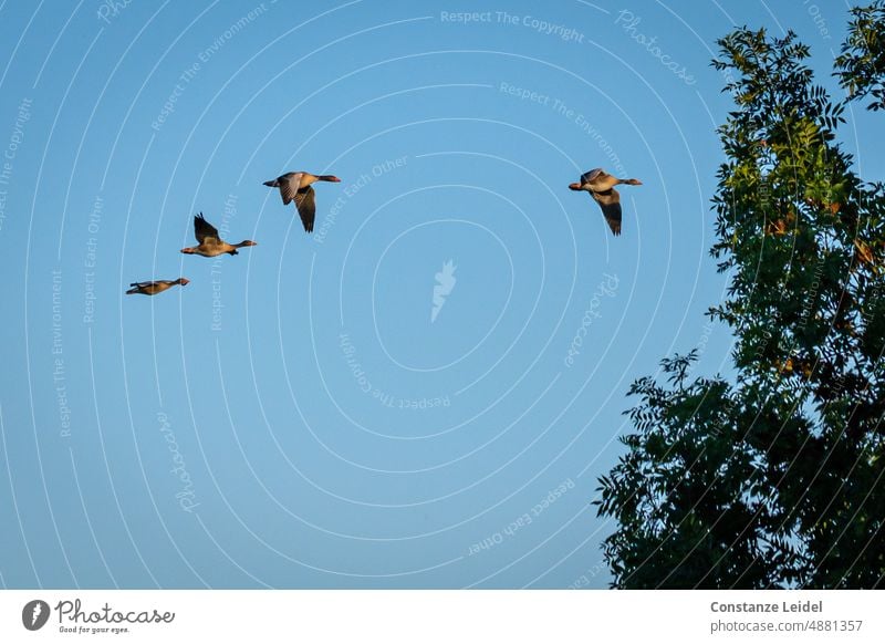 Vier Nilgänse im Flug vor blauem Himmel mit Baum am rechten Rand. Vögel tiere Abends Schlafplatz Idylle Übernachtung Nilgans Wachstum natürlich Sommer Umwelt