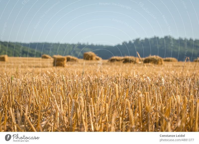 Abgeerntetes Getreidefeld mit Heuballen und Wald im Hintergrund. unser täglich Brot regionaler Anbau regionale Produkte ökologisch Umwelt Sommer natürlich