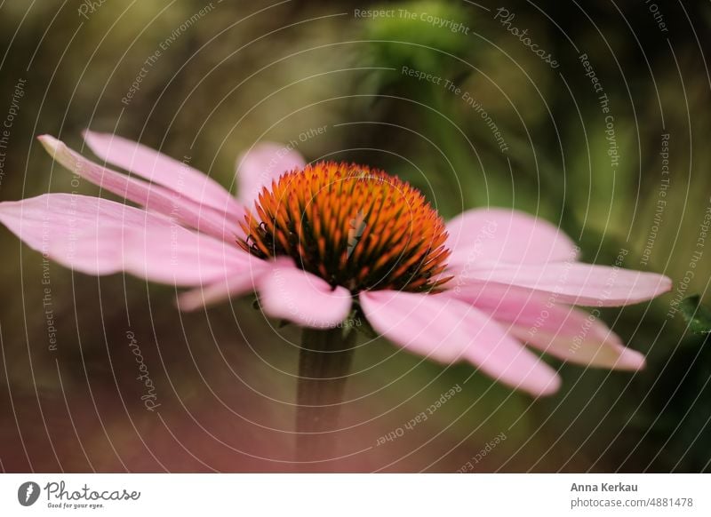 Der purpurfarbene Sonnenhut Echinacea Purpurea violett rosa echinacea Immunsystem stärken Heilpflanze Arzneipflanze Blüte Sommer Unschärfe Nahaufnahme
