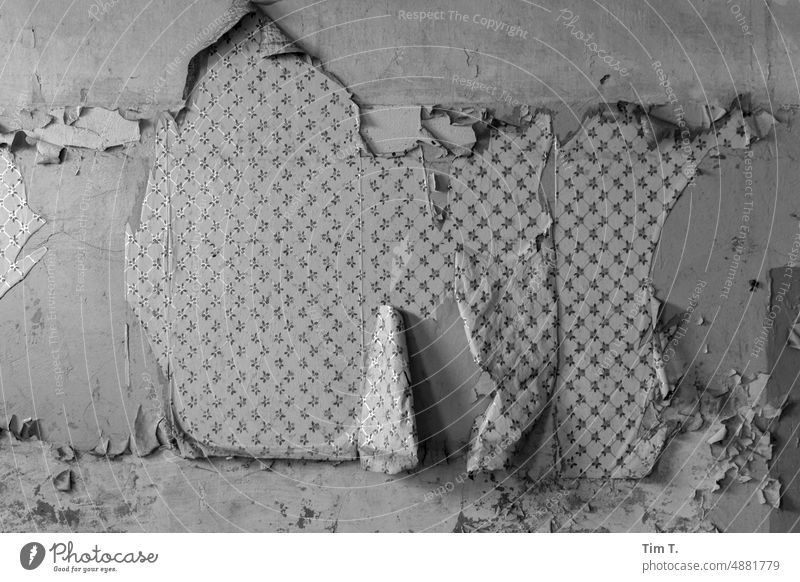alte Tapetenfragmente an der Wand einer alten Russischen Kaserne Fetzen Menschenleer Detailaufnahme Verfall Vergänglichkeit Innenaufnahme kaputt Vergangenheit