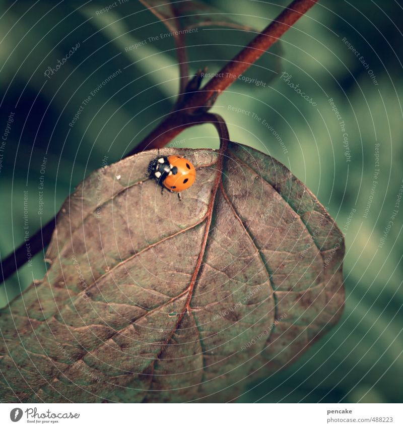 läuft und läuft und läuft... Natur Pflanze Tier Herbst Blatt Käfer 1 Zeichen ästhetisch Zufriedenheit Leben ruhig Ausdauer Marienkäfer PKW punkten Punkt braun