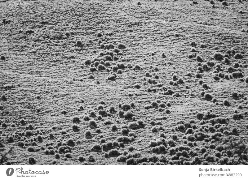 Seltsame Objekte - Farnbüschel auf Almwiesen im Gegenlicht Schwarzweiß Wiese Landschaft Schwarzweißfoto schwarzweiß Menschenleer sw Natur menschenleer