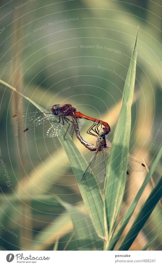 tanz | pas de deux Umwelt Natur Pflanze Tier Urelemente Sommer Herbst Seeufer Libelle 2 Zeichen ästhetisch sportlich grün rot Idylle einzigartig Zukunft Tanzen