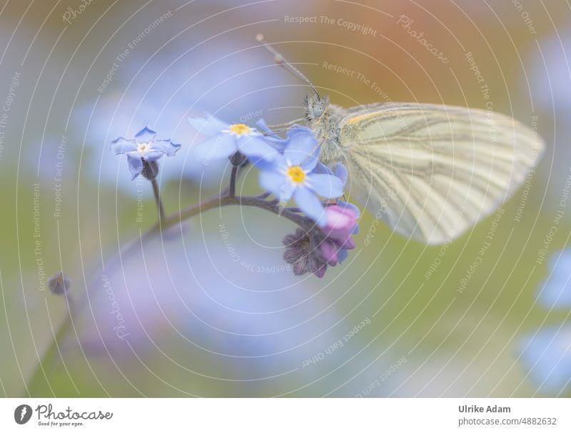Kohlweißling an Vergissmeinnicht Tierporträt Nahaufnahme Detailaufnahme blau weich Blühend Insekt Schmetterling Feld Wiese Blüte Pflanze Landschaft Natur Flügel