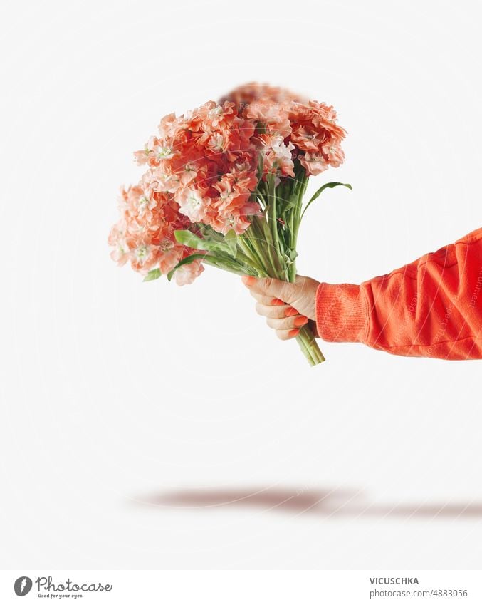 Frau hält einen Strauß orangefarbener Blumen vor weißem Hintergrund. Hand Beteiligung Haufen weißer Hintergrund Vorderansicht schön Schönheit Blütezeit