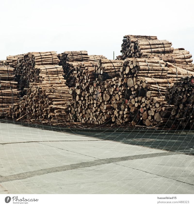 Cellulose Reichtum Klimawandel Baum trocken Baumstamm Lager Bündel Holz ökologisch regenerativ Farbfoto Gedeckte Farben Außenaufnahme Menschenleer