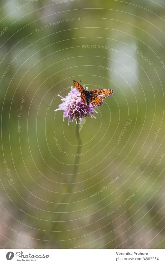 Makrofotografie eines auf einer Blume sitzenden Schmetterlings Makroaufnahme Pflanze Sommer Blüte Nahaufnahme Blühend
