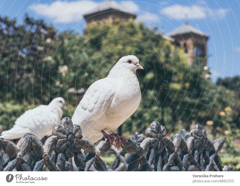 Nahaufnahme von zwei weißen Tauben Spanien sevilla Vogel Großstadt Natur Blauer Himmel