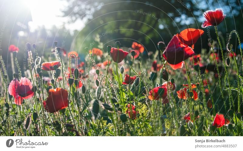Early Bird - Klatschmohn im Garten in der Morgensonne - romantische Idylle an einem Sommermorgen Mohn Sonne Gegenlicht Blüten Mohnblüten rot leuchtend Blume