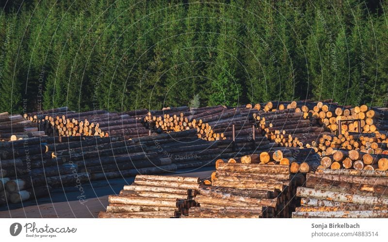 Holzindustrie - Baumstämme gelagert am Rande eines Waldes Forstwirtschaft Baumaterial Natur Bäume Landschaft Baumstamm Umwelt Holzwirtschaft Klimawandel