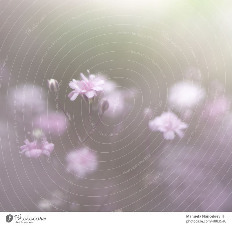 Schleierkraut - Paniculata Blume Blüte Pflanze Dekoration & Verzierung Blumenstrauß Farbfoto rosa Design Stil Feste & Feiern Natur Hintergrundbild Sommer
