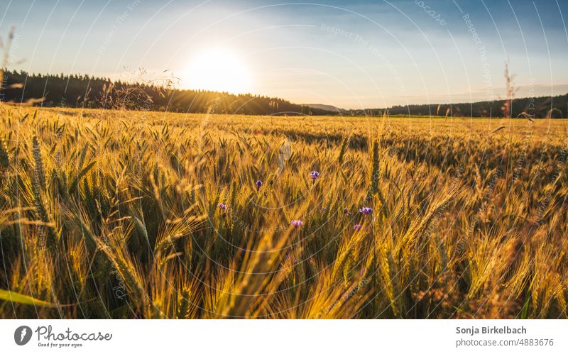 Sonnenaufgang auf dem Land - Goldenes Getreide leuchtet in der Morgensonne mit Kornblumen um die Wette Kornfeld Getreidefeld Landschaft Idylle Landwirtschaft