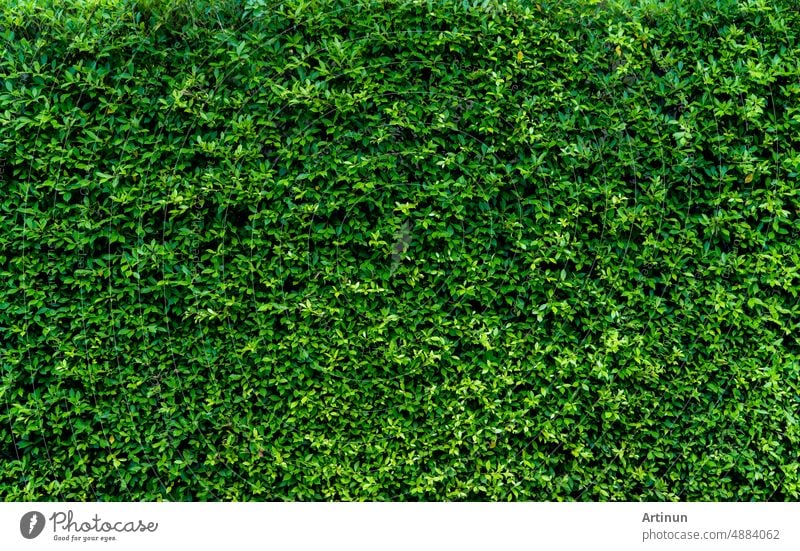 Kleine grüne Blätter in Hecke Wand Textur Hintergrund. Closeup grüne Hecke Pflanze im Garten. Eco immergrüne Hecke Wand. Natürliche Kulisse. Schönheit in der Natur. Grüne Blätter mit natürlichen Muster Tapete.