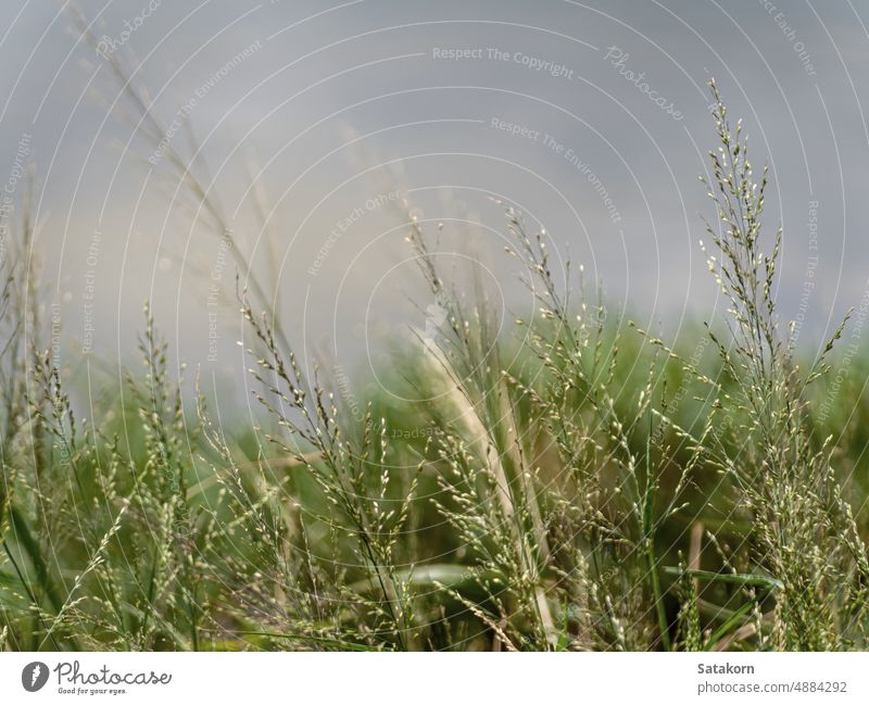 Grasblumen flattern im Wind Natur Hintergrund Schilfrohr Pflanze grün Landschaft Licht Blume Himmel weiß Laubwerk dünn Grasfamilie Tapete Weichheit flatternd