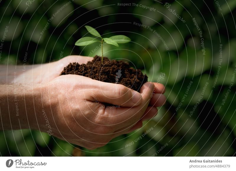Nahaufnahme von Händen eines Mannes, die eine Jungpflanze in Erde halten, vor grün-schwarzem Blätterhintergrund, horizontal nahaufnahme hände hand jungpflanze