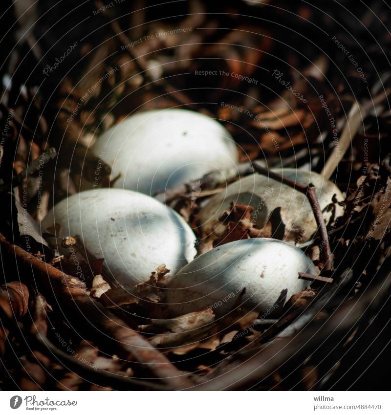 Gelegezeit macht Diebe Nest Eier Brutzeit Vogelnest Vogeleier Eier der Kanadagans Gänseeier