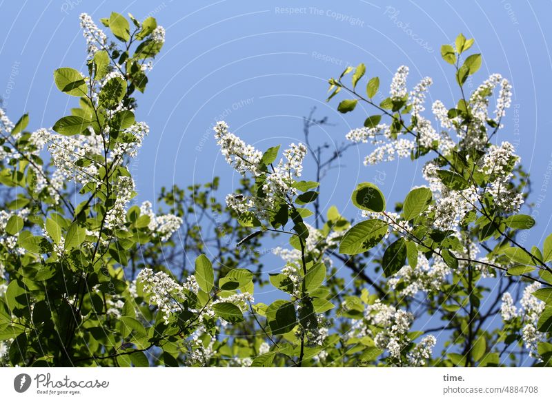 weiße Blüten etwas später Laubbaum wachstum pflanze natur wachsen zweig gemeinschaft blüten ast Ölbaumgewächs Syringa leuchten glänzen