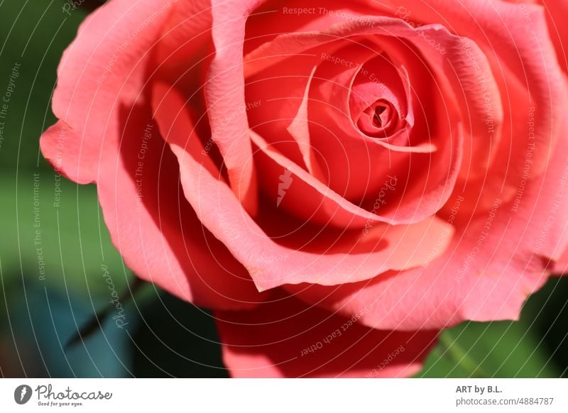 Eine Rose blume blüte rose natur nahaufnahme aussenaufnahme rosenblüte rosenblätter