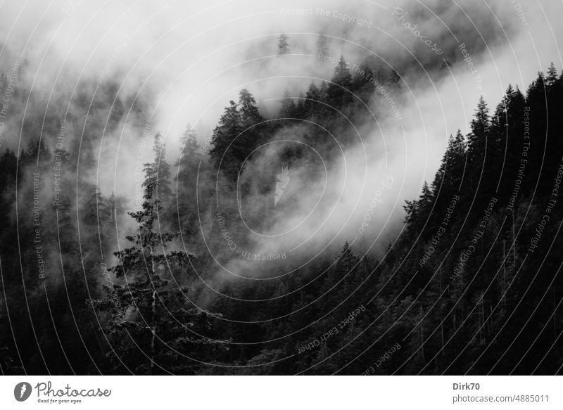 Schwarz-Weiß-Aufnahme eines wolkenverhangenen Bergwaldes in British Columbia, Kanada Wald Berge u. Gebirge Berghang Nadelwald Fichte Tanne Wolken