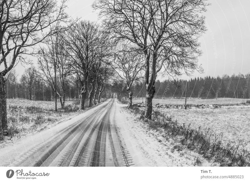eine verschneite Straße in Polen Winter Schnee Spuren bnw s/w Allee Alleebäume Schwarzweißfoto Tag Außenaufnahme Menschenleer