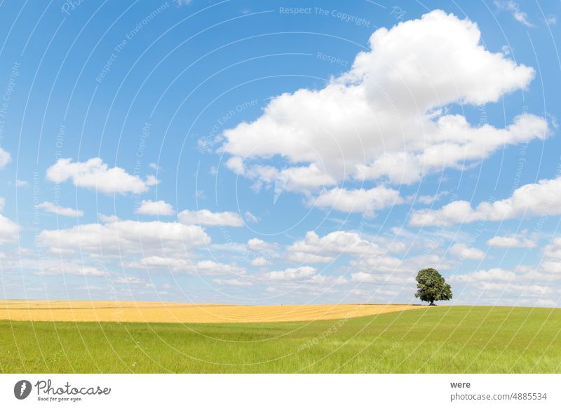 Kumuluswolke am blauen Himmel über grüner Wiese, auf der ein einsamer Baum steht Blauer Himmel Cloud Wolkenformation bewölkter Himmel Textfreiraum Landschaft