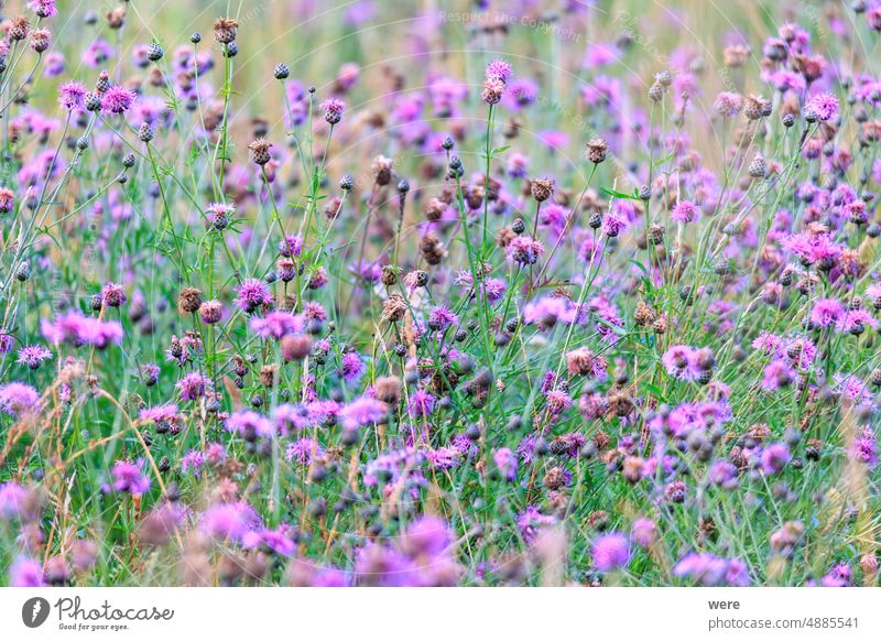 Ein Feld voller blauer Disteln blüht Kraut Überstrahlung Textfreiraum Blumen satt Wiesenkraut Heilpflanzen Natur niemand Pflanze Saatgut