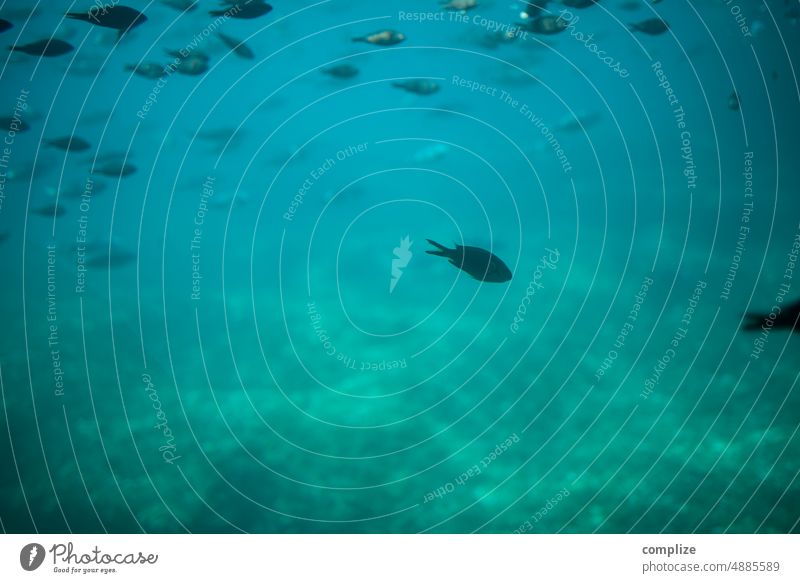 Fische im blauen Mittelmeer fischen Meer Unterwasser Unterwasseraufnahme uboot Schwarm Flosse viele