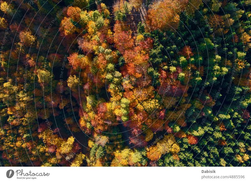Luftaufnahme der mit Herbstwald bedeckten Berge Berge u. Gebirge Wald Baum Landschaft Natur reisen im Freien malerisch Hintergrund Muster Blatt schön Antenne