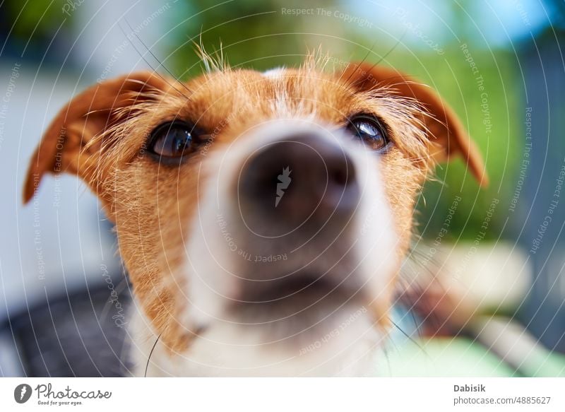 Porträt eines niedlichen Hundes im Freien an einem Sommertag Glück Tier jack russell Terrier Aussehen Kopf bezaubernd lustig schön züchten braun Eckzahn Farbe