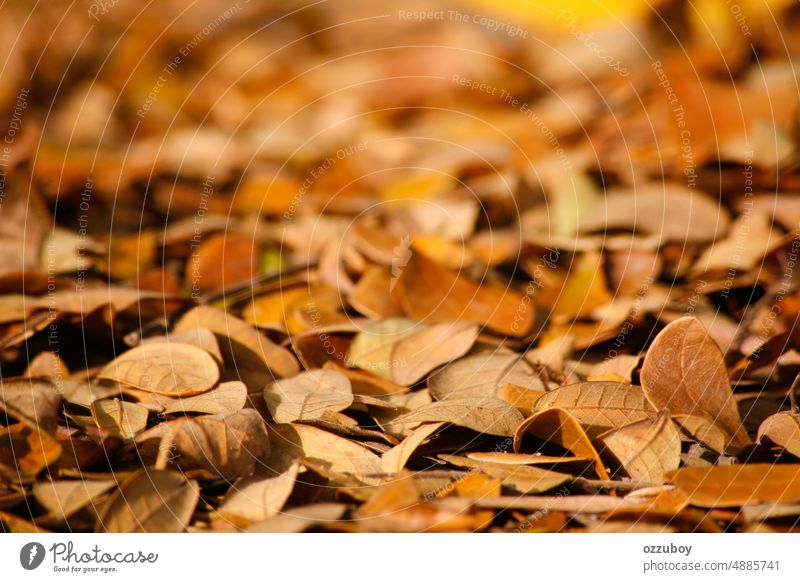 Vollbild der Herbstblätter auf dem Boden Blatt trocknen im Freien Saison Natur Straßenbelag Hintergrund fallen Muster gelb Laubwerk Textur braun natürlich