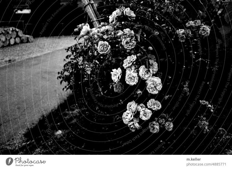Rosen am Wegesrand, Weinbergrosen Schwarzweißfoto Rosenstrauch natur Kontrast Sommer Natur Pflanze Romantik natürlich schön blühend Duft Blütenblätter