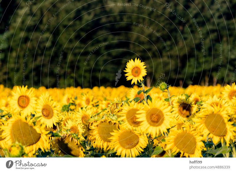ein Sonnenblume ragt aus einem Feld von Sonnenblumen hervor Sonnenblumenfeld Sommer gelb Blühend Blüte Sonnenlicht hell Blütenblatt Süden Nutzpflanze Pflanze