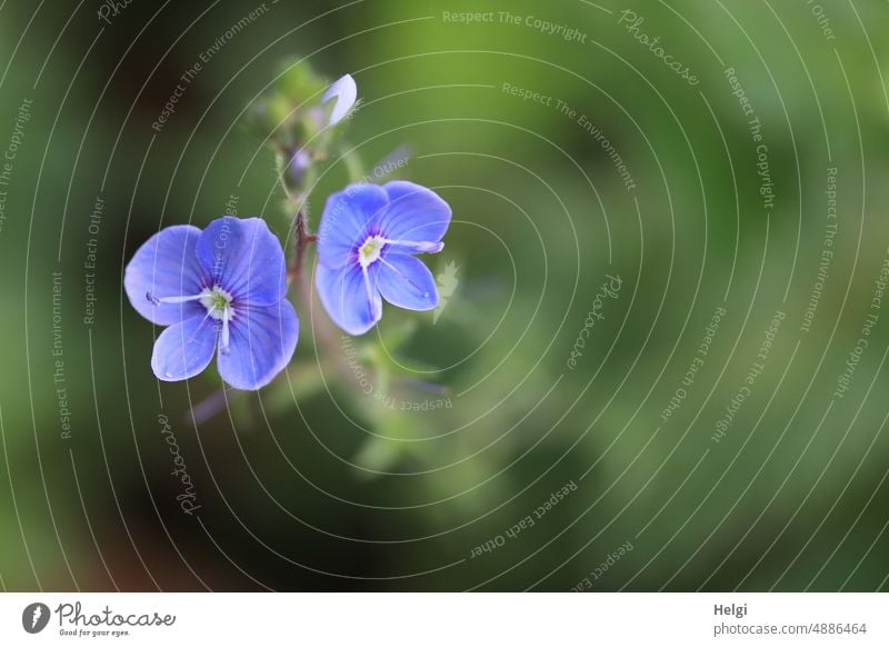 kleine blaue Ehrenpreis-Blüten Blume Wegerichgewächs Pflanze Schärfe Unschärfe Sommer Farbfoto Außenaufnahme Nahaufnahme Menschenleer Schwache Tiefenschärfe