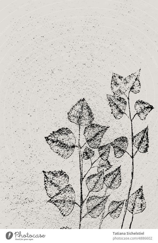 Birkenzweige schwarz weiß, Schraffur Blätter Wand Schatten schwarzweißfoto Zweige u. Äste