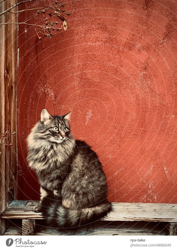 Kater vor roter Wand Katze Ruhe beobachten stille warm Fell Norwegische Waldkatze flauschig Paletten sitzen trocken wachend süß Holz