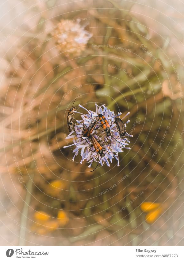Käferauflauf auf einer Blüte Natur Insekten Pflanze Schwache Tiefenschärfe Farbfoto Blume Außenaufnahme Sommer wald Menschenleer
