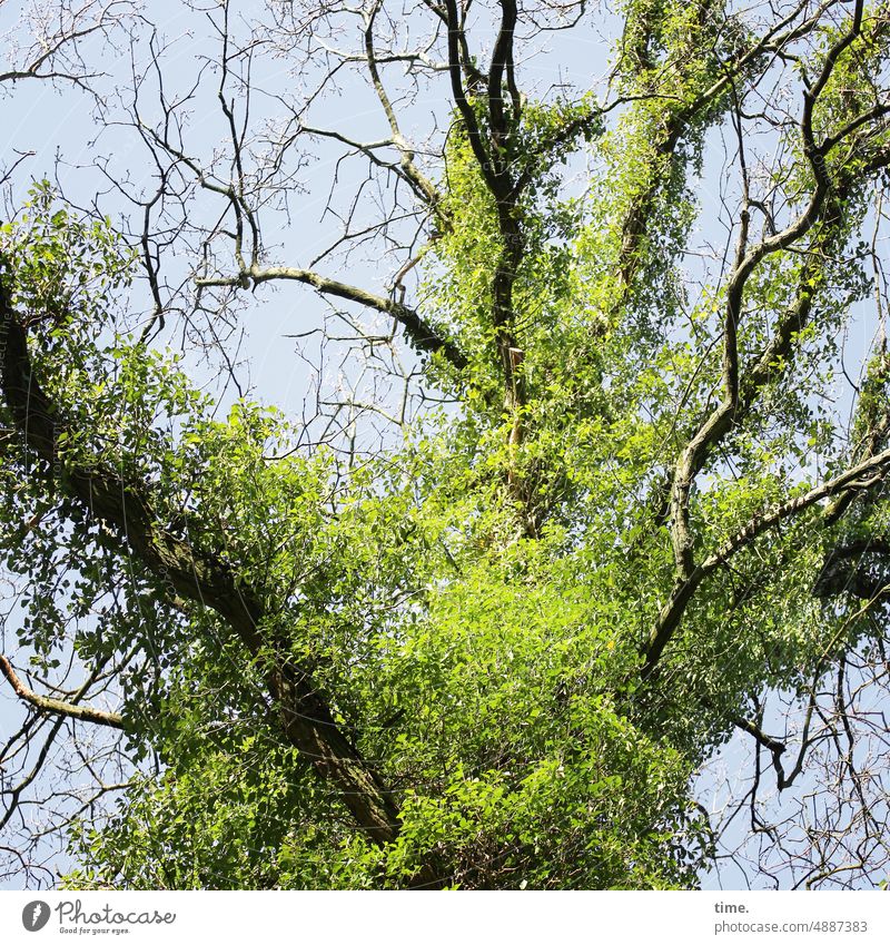 Ist das Kunst oder kann das weg? | alter Baum in neuem Design baum totholz parasit natur wild ranken Kolonialisierung ast zweig koexistenz symbiose Himmel