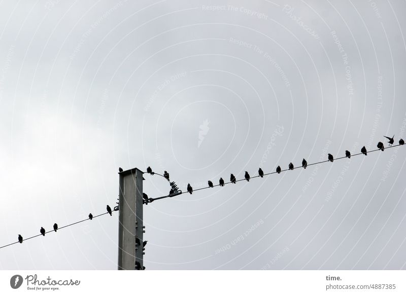 Parkett und Loge | Wer kommt, wer bleibt? Vögel Stare Himmel Froschperspektive sitzen Pause Metall Leitung Leitungsmast Natur Kabel Vogel Elektrizität