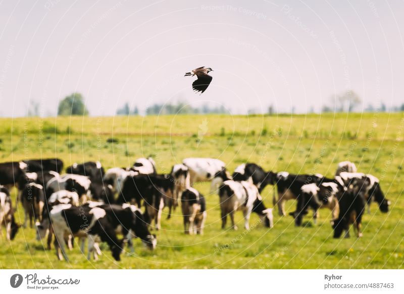 Kiebitz oder Kiebitz Flying über weidende Rinder im Feld im Sommer Tag Ackerbau Tier weißrussland Vogel Bulle Landschaft Kuh heimisch Europa Europäer Bauernhof