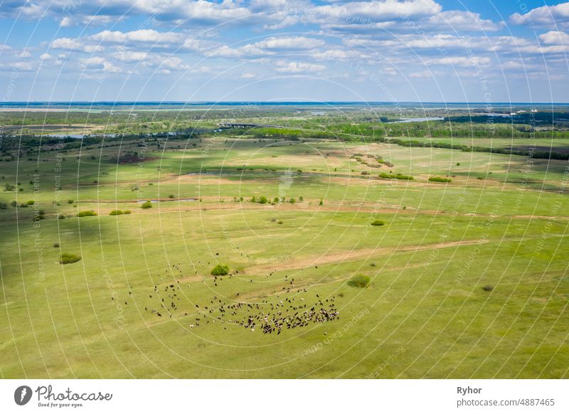 Weißrussland. Luftaufnahme von Rindern von Kühen weiden in Wiesen Weide. Frühling Sommer Grüne Weide Landschaft Antenne landwirtschaftlich Ackerbau Tier schön