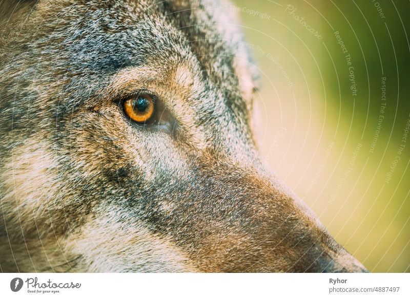 Nahaufnahme der Augenpupille von Canis Lupus, Grauer Wolf, Grauer Wolf. Wolfsauge Canis lupus Tier Herbst schön schließen abschließen Europa Europäer Fauna Wald
